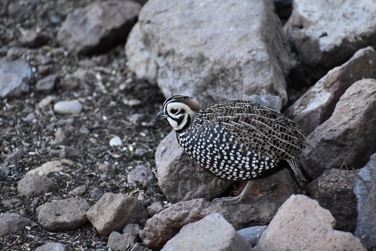 Montezuma Quail - ML635633640