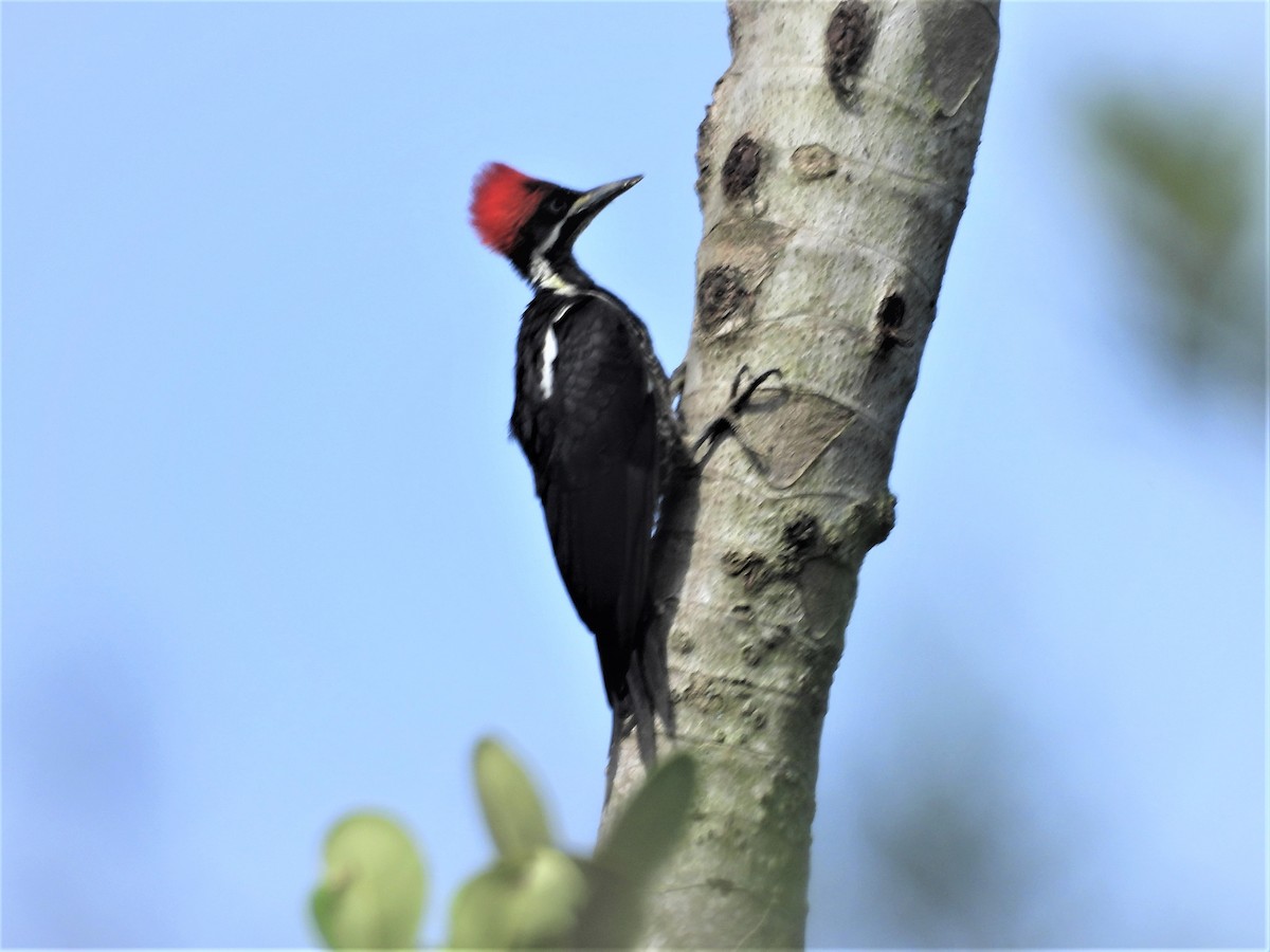 Lineated Woodpecker - ML635633655