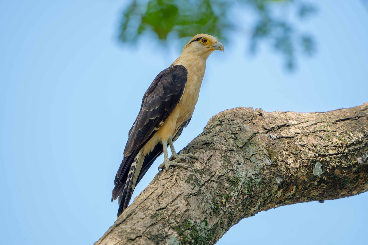 Yellow-headed Caracara - ML635633697