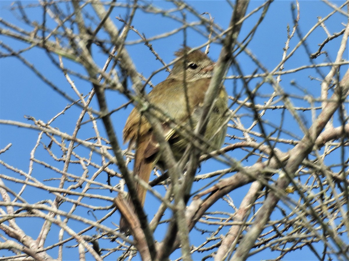 Yellow-bellied Elaenia - ML635633704