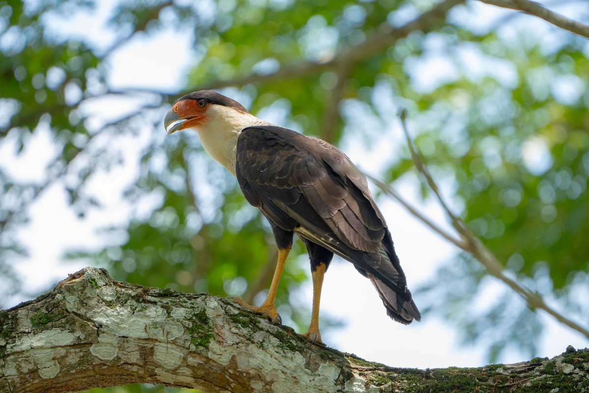 Crested Caracara - ML635633720