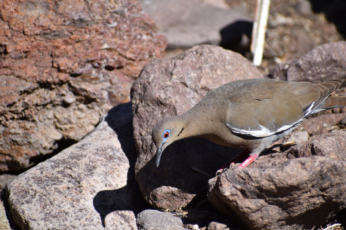 White-winged Dove - ML635633743