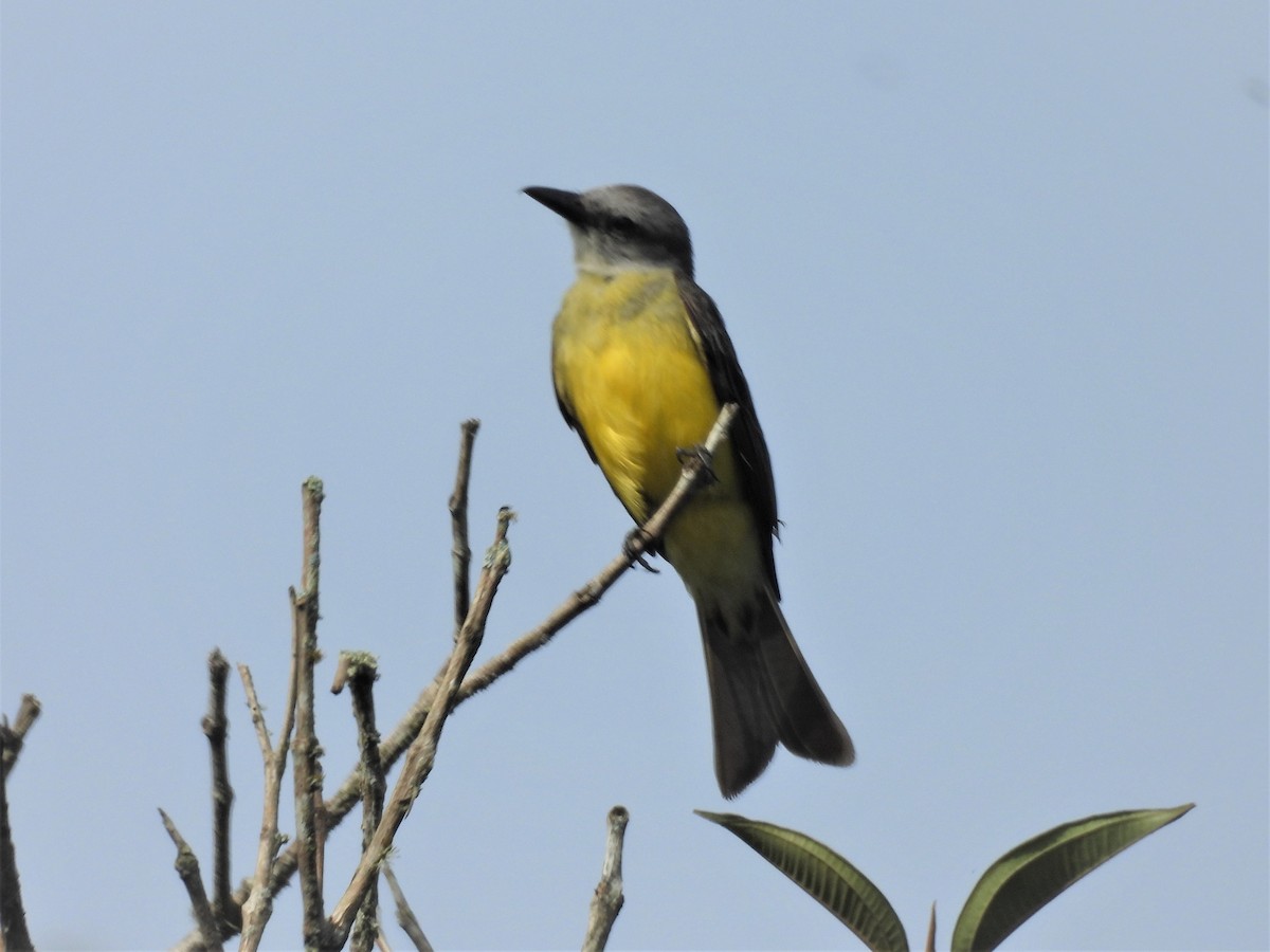 Tropical Kingbird - ML635633756