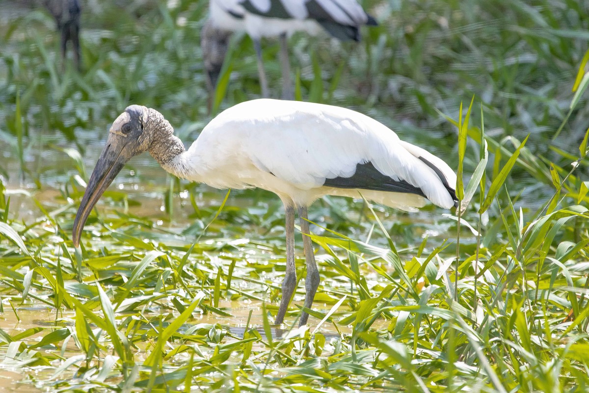 Wood Stork - ML635633766