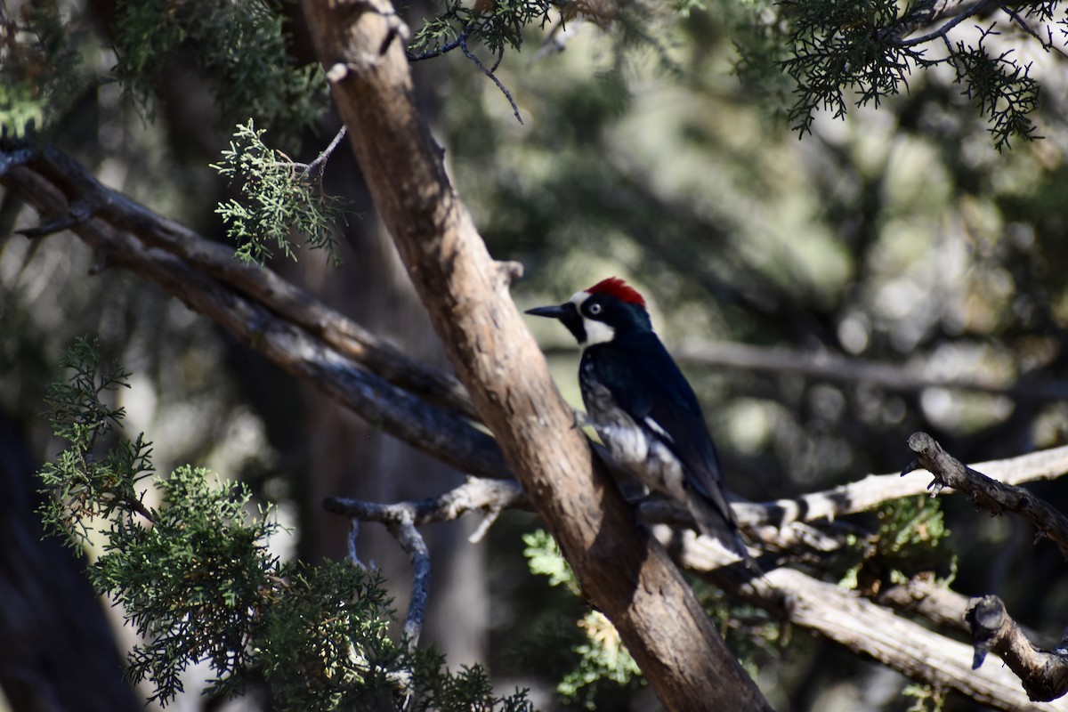 Acorn Woodpecker - ML635633768
