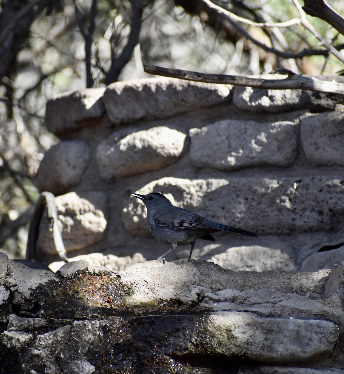 Gray Catbird - ML635633781