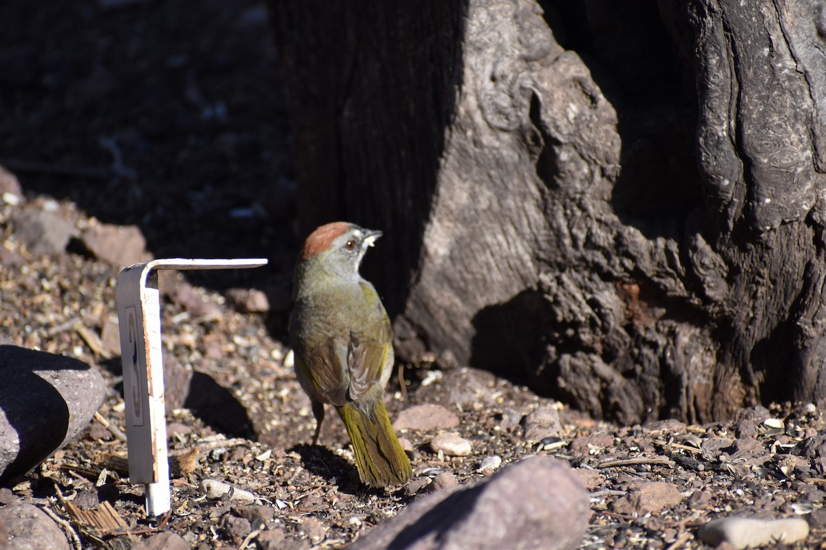 Green-tailed Towhee - ML635633802