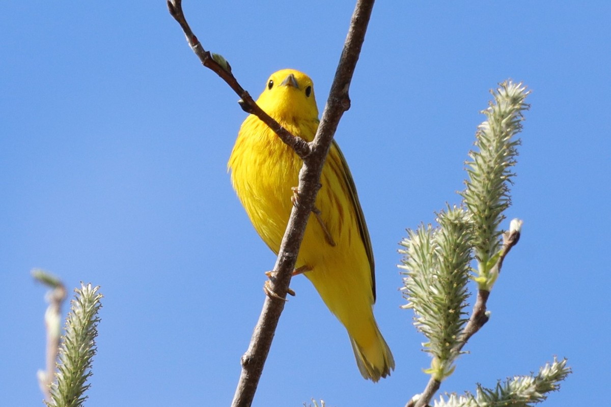 Yellow Warbler - ML635633803