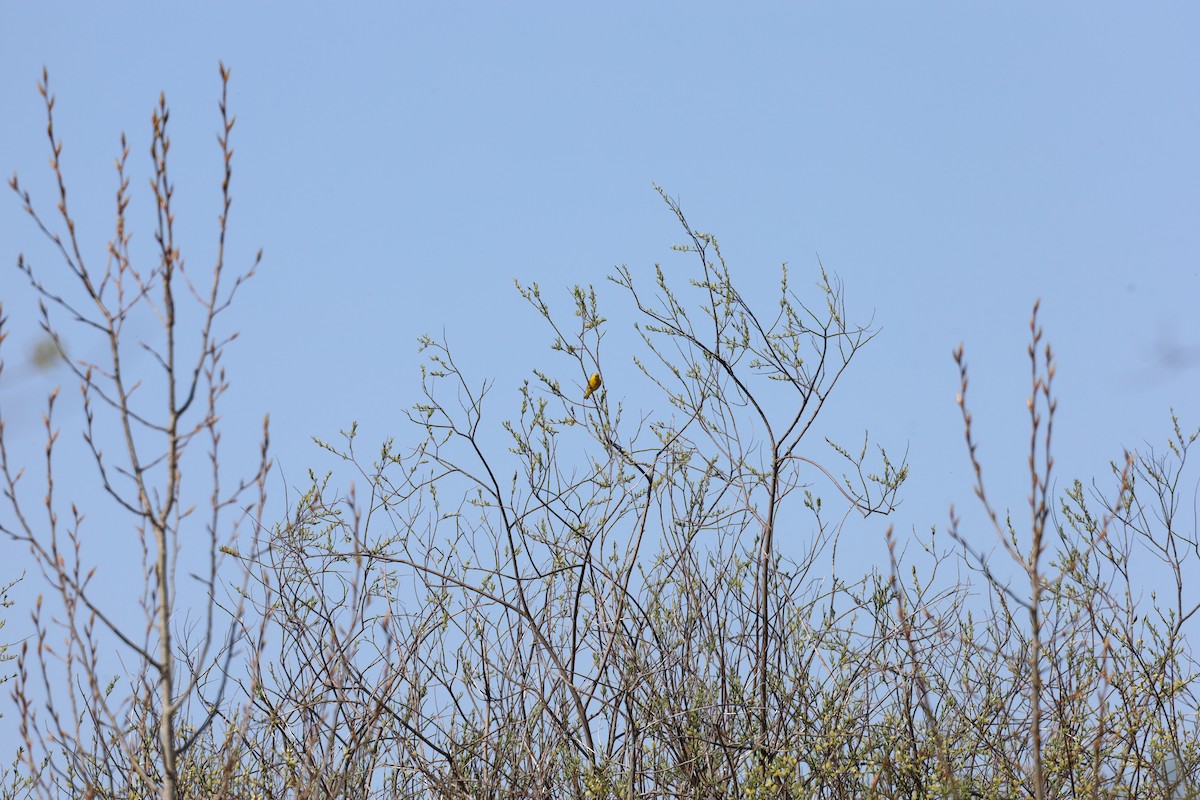 Yellow Warbler - ML635633805