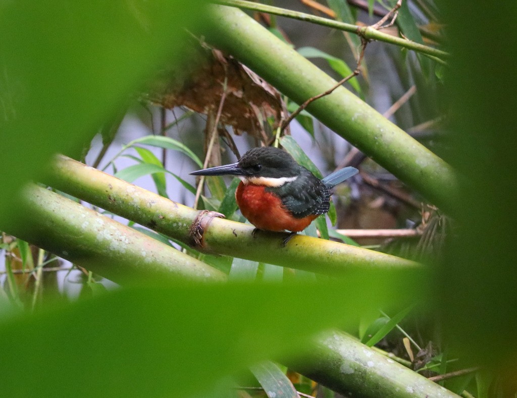 Green-and-rufous Kingfisher - ML635633816