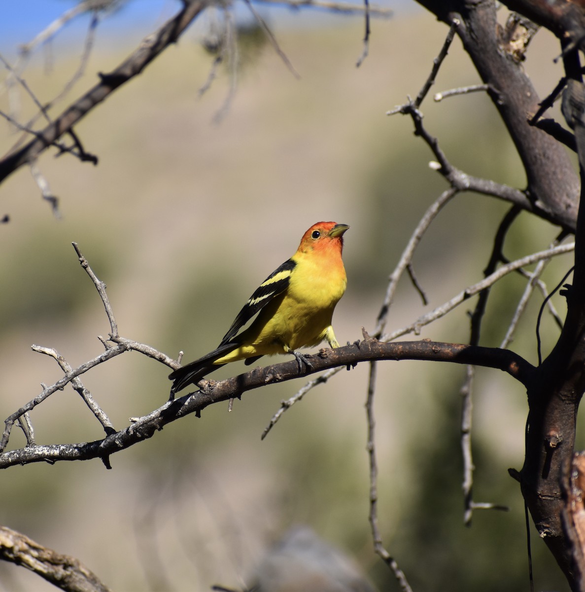 Western Tanager - ML635633824
