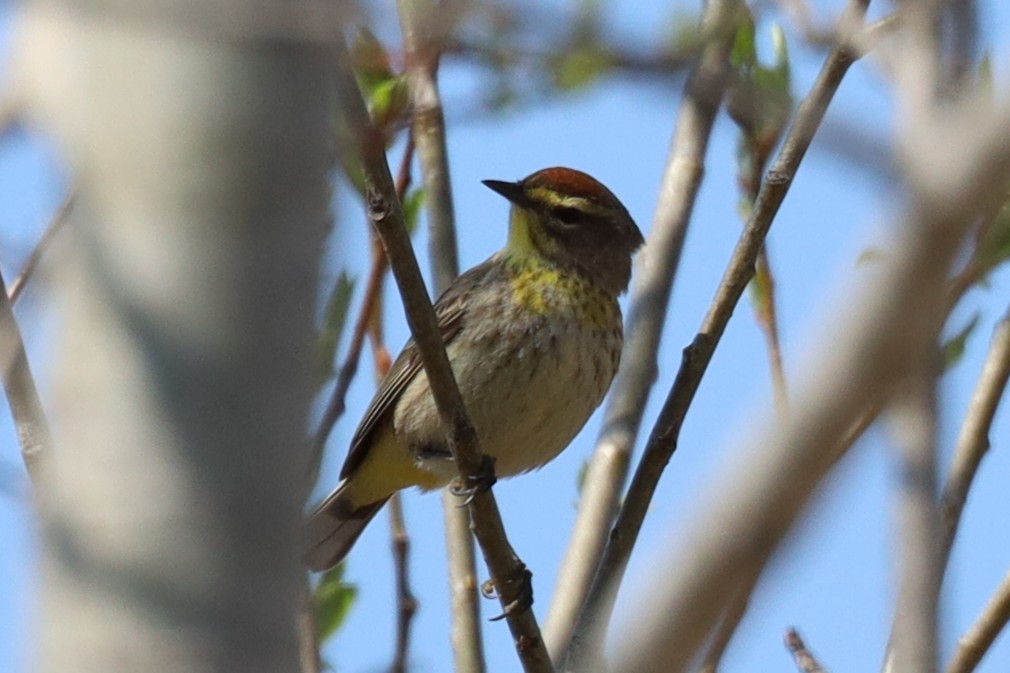 Palm Warbler - ML635633828