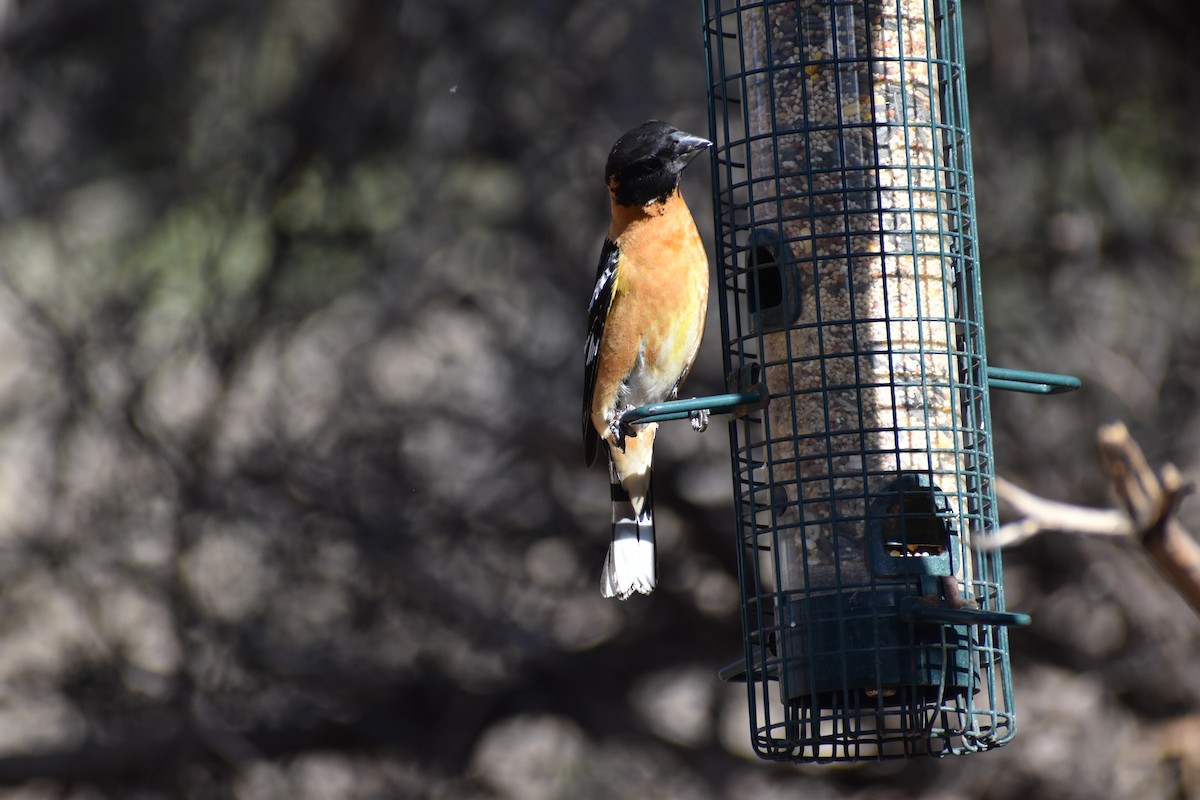 Black-headed Grosbeak - ML635633848