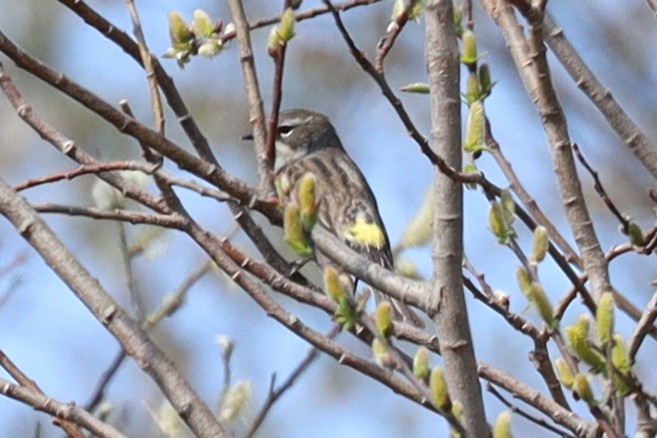 Yellow-rumped Warbler - ML635633853