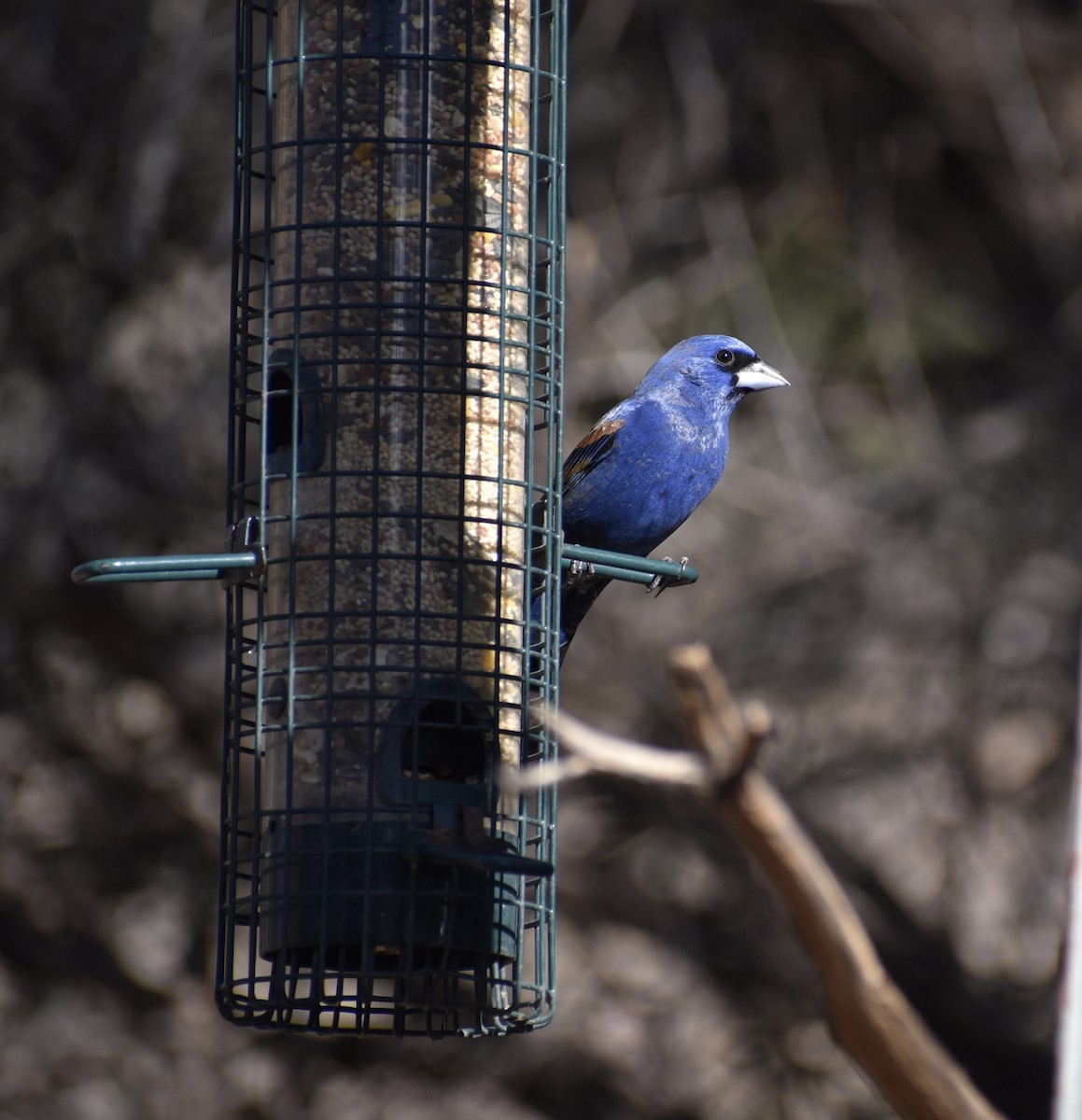Blue Grosbeak - ML635633868