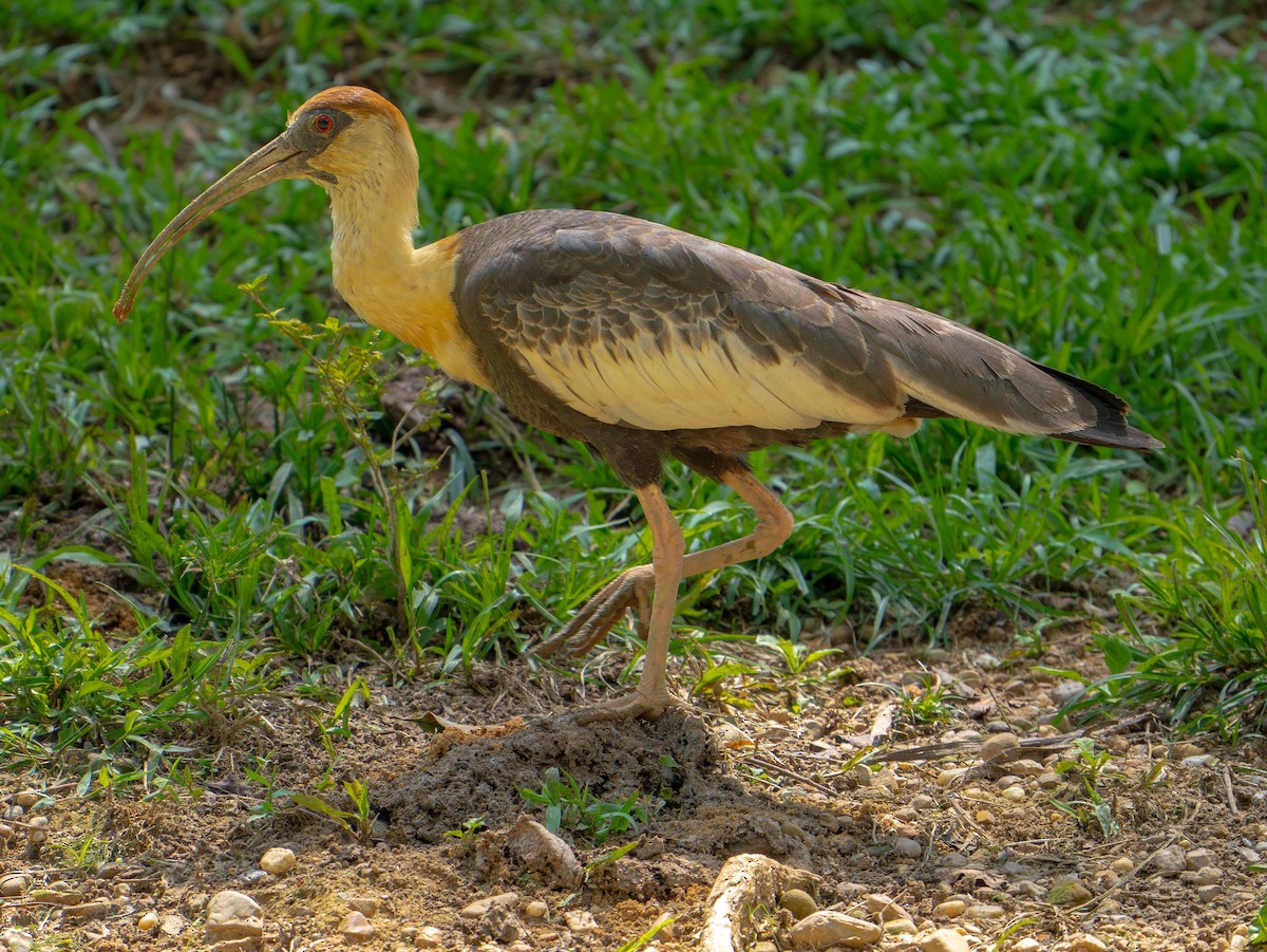 Buff-necked Ibis - ML635633873