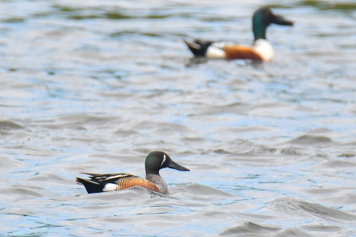 Blue-winged Teal x Northern Shoveler (hybrid) - ML635633875