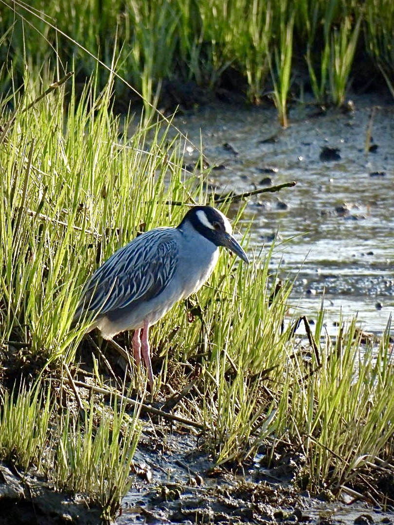 Yellow-crowned Night Heron - ML635634021