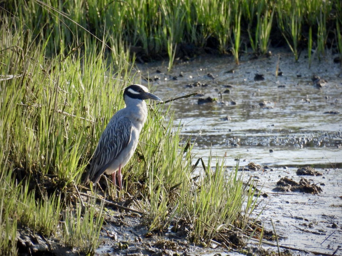 Yellow-crowned Night Heron - ML635634022