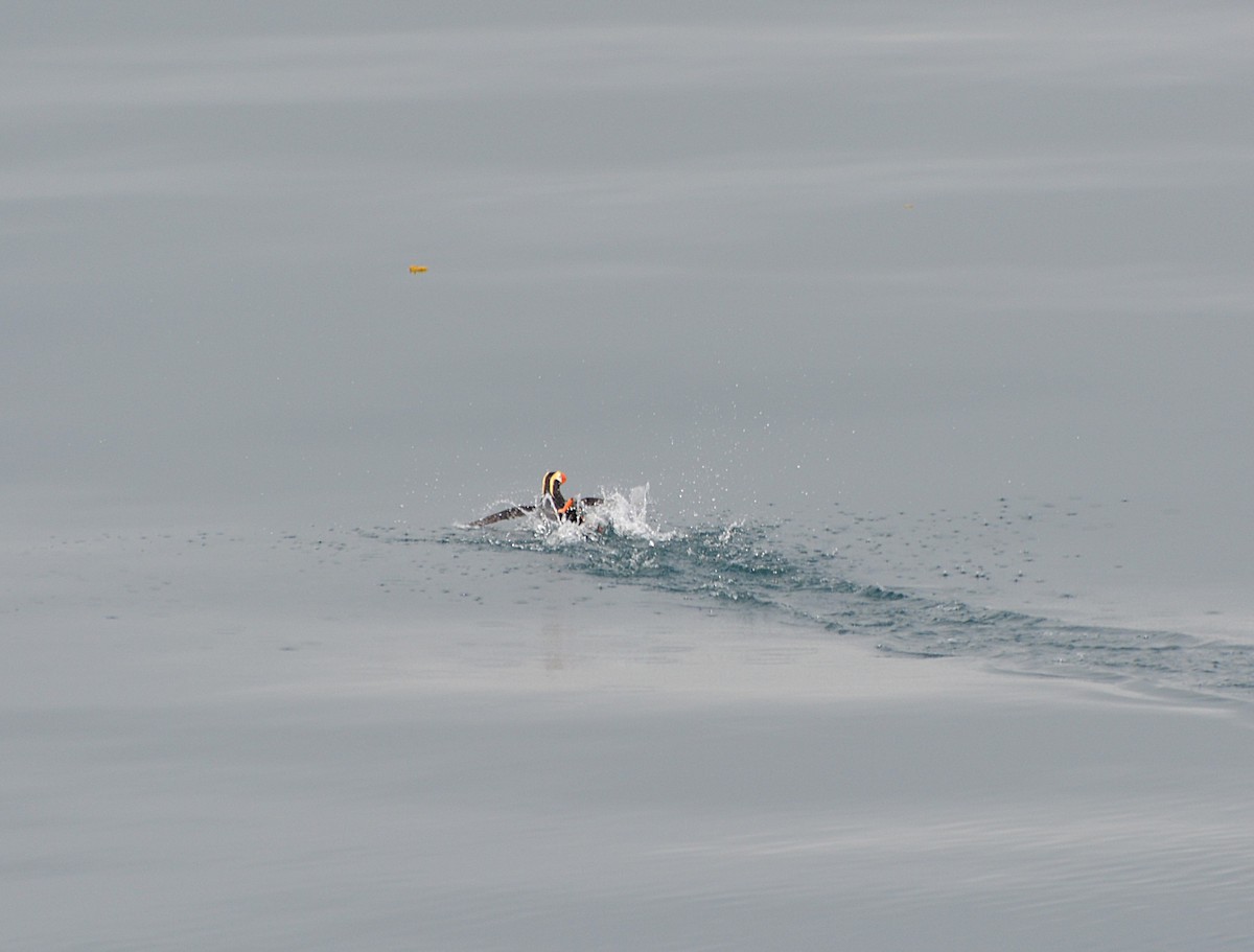 Tufted Puffin - ML635634023