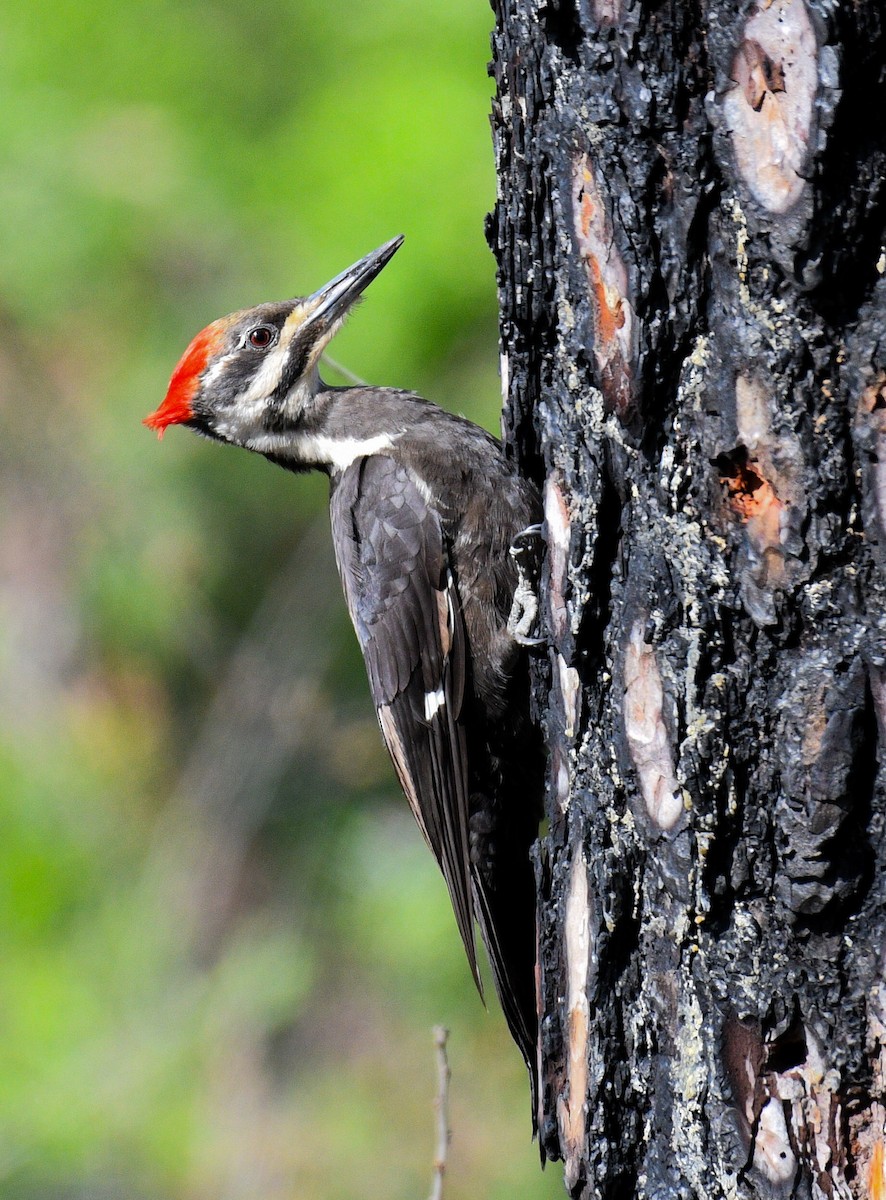 Pileated Woodpecker - ML635634038