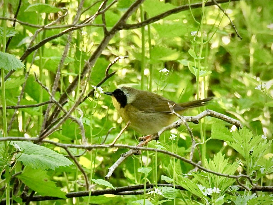 Common Yellowthroat - ML635634052