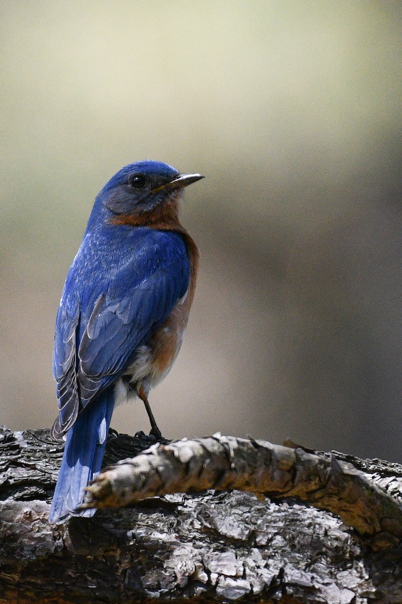 Eastern Bluebird - ML635634059