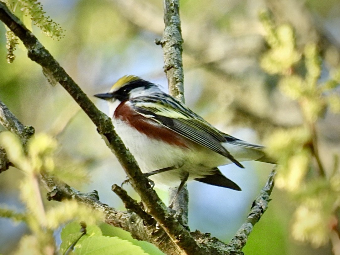 Chestnut-sided Warbler - ML635634068
