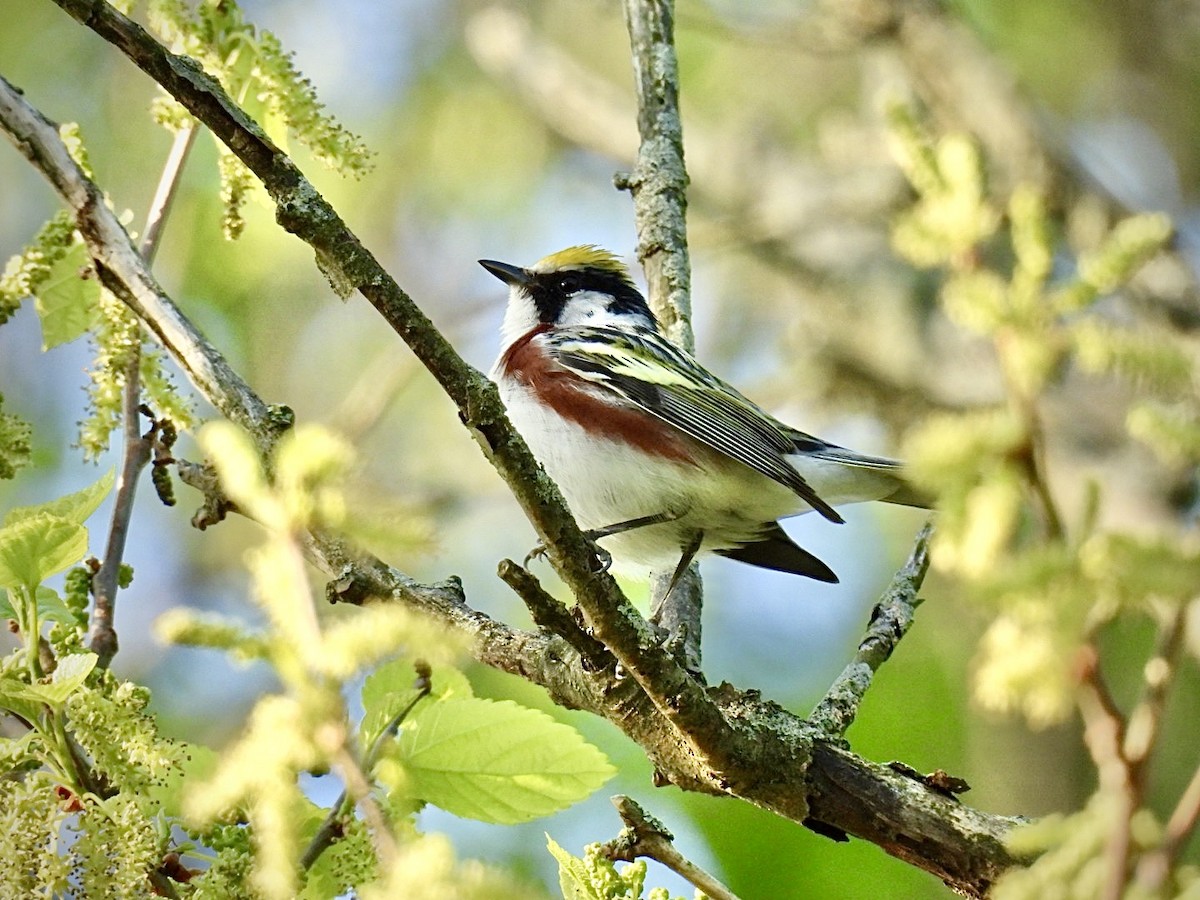 Chestnut-sided Warbler - ML635634069