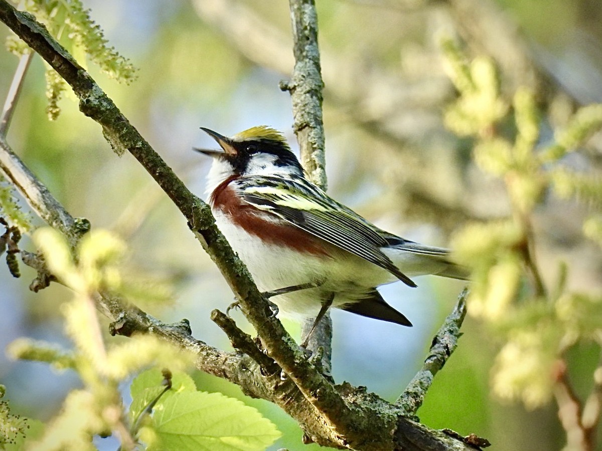 Chestnut-sided Warbler - ML635634070