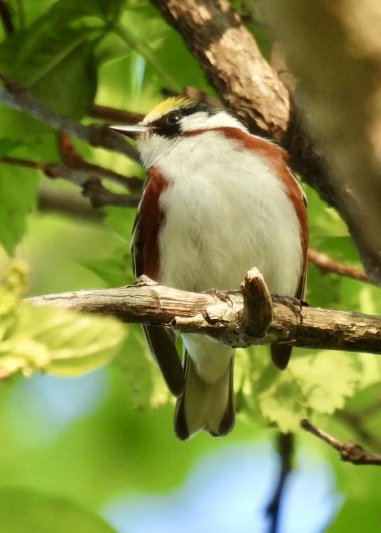Chestnut-sided Warbler - ML635634071