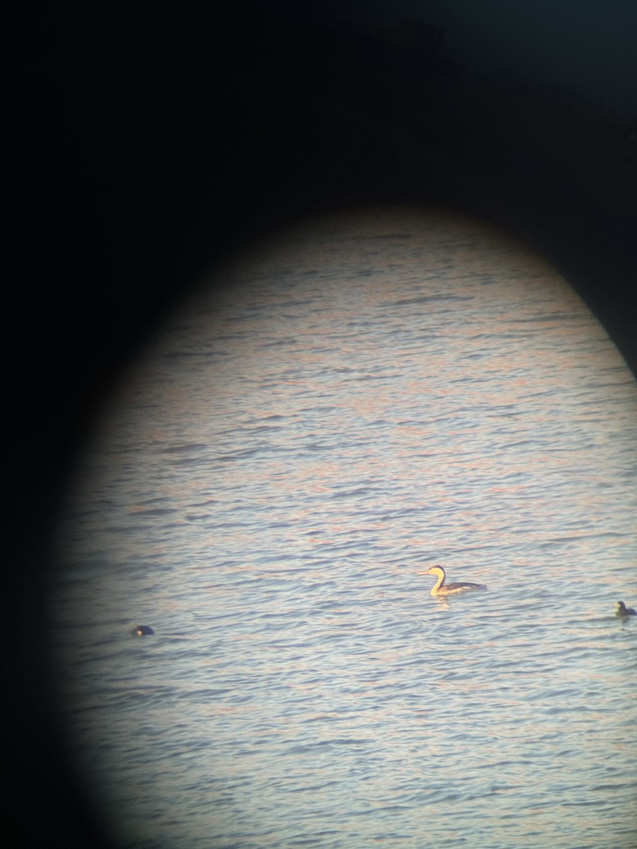 Clark's Grebe - ML635634093