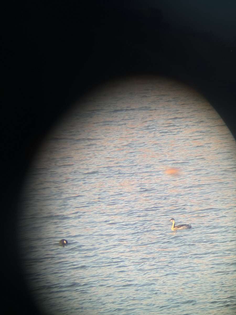 Clark's Grebe - ML635634094