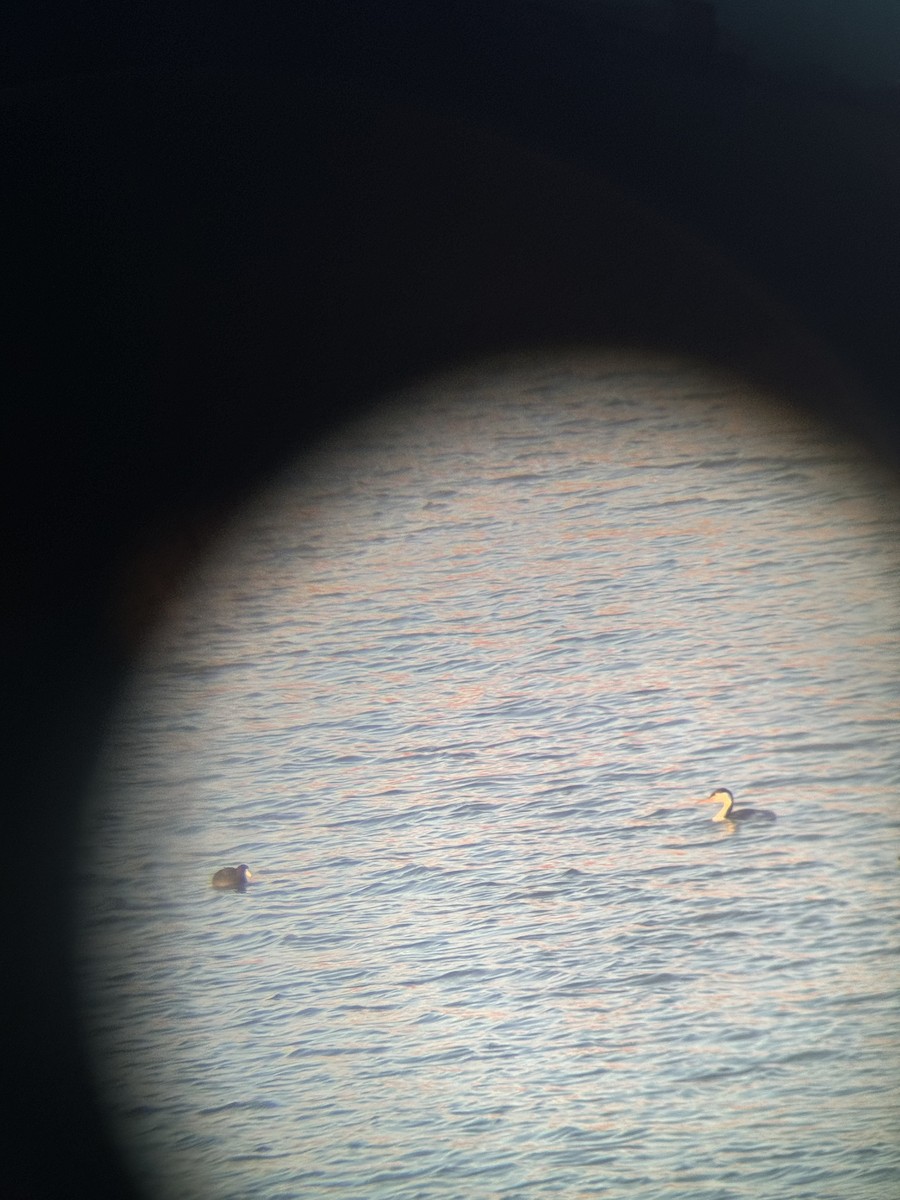 Clark's Grebe - ML635634095