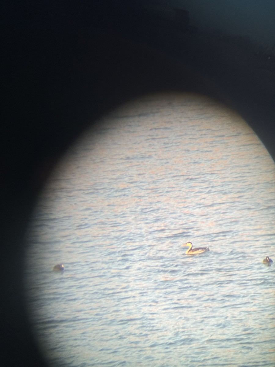 Clark's Grebe - ML635634096
