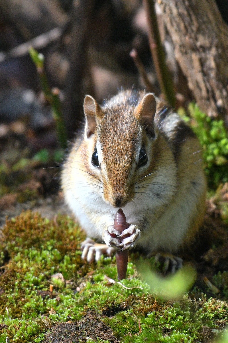 Eastern Chipmunk - ML635634100