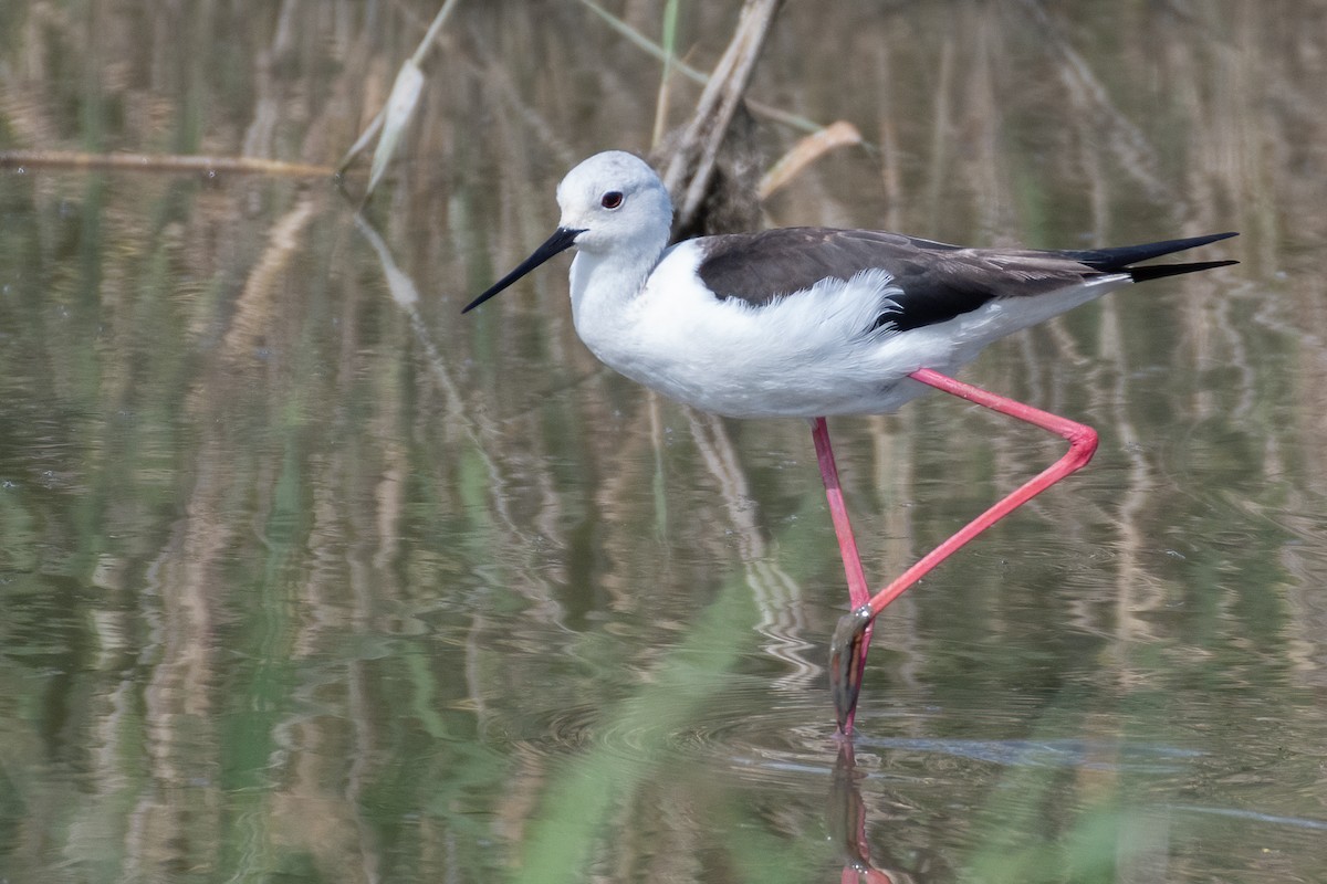 Black-winged Stilt - ML635634126