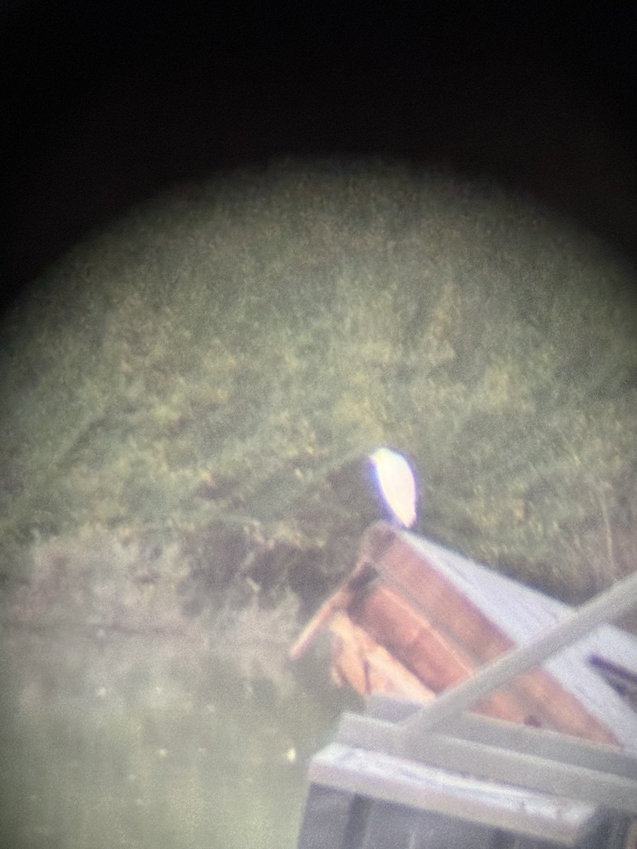 Western Cattle-Egret - ML635634139