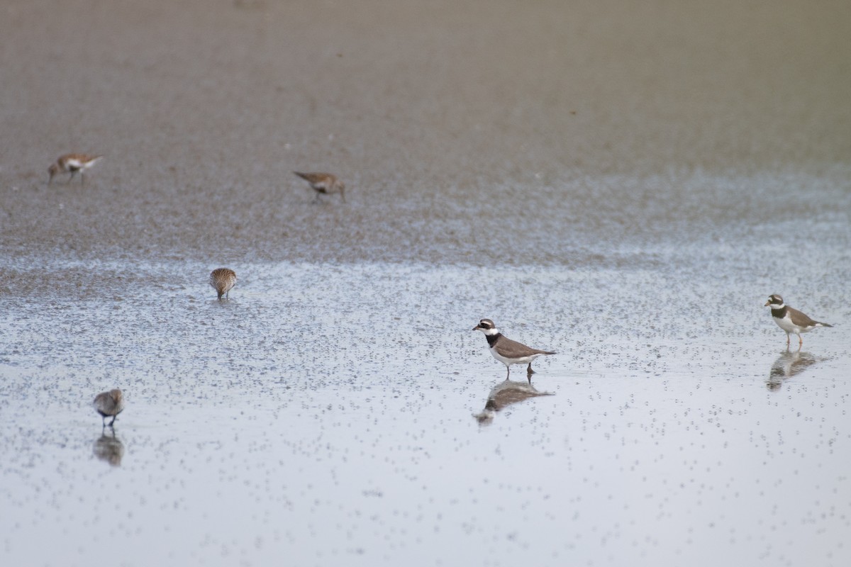 Common Ringed Plover - ML635634157