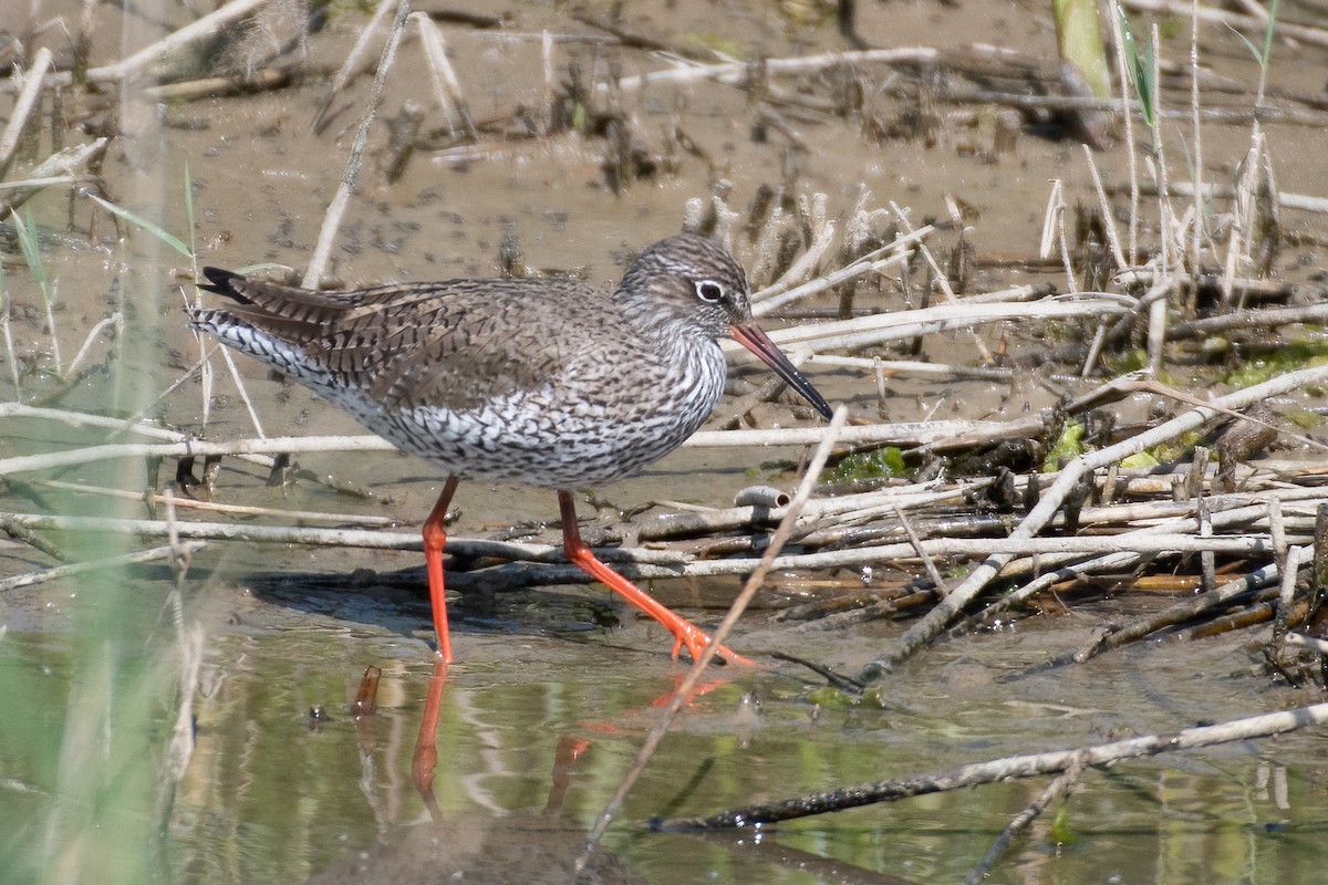 Common Redshank - ML635634178