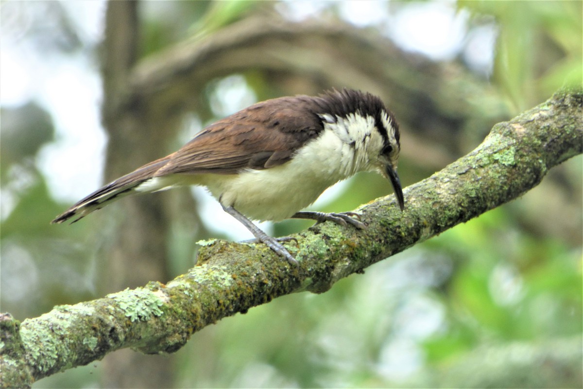 Bicolored Wren - ML635634202