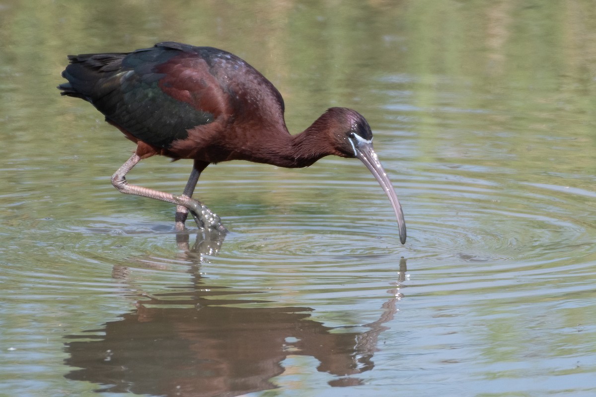Glossy Ibis - ML635634227