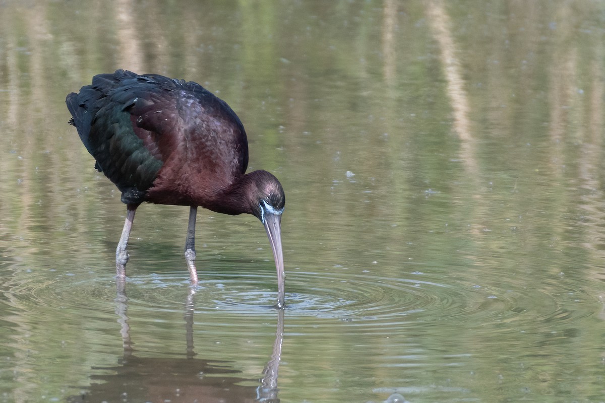 Glossy Ibis - ML635634229