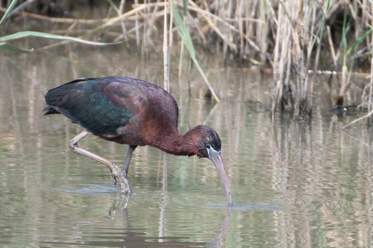 Glossy Ibis - ML635634230