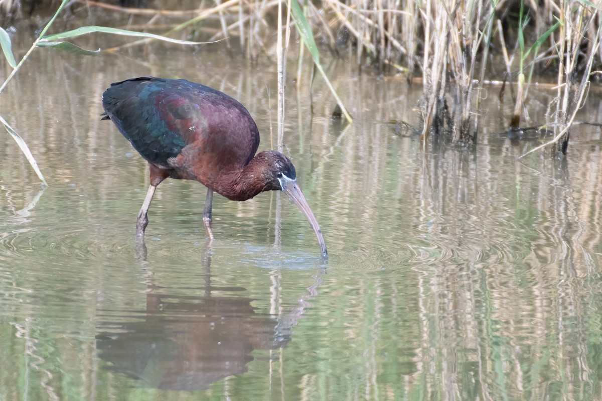 Glossy Ibis - ML635634231