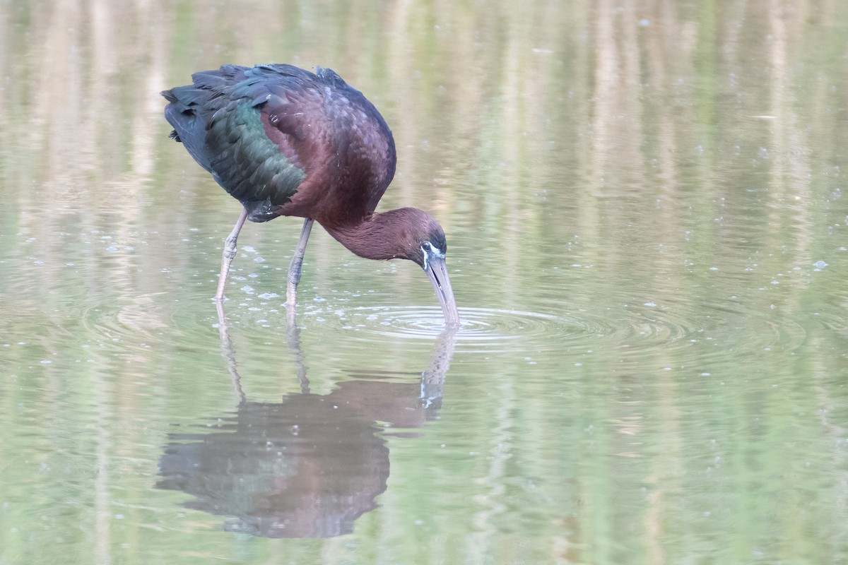 Glossy Ibis - ML635634232