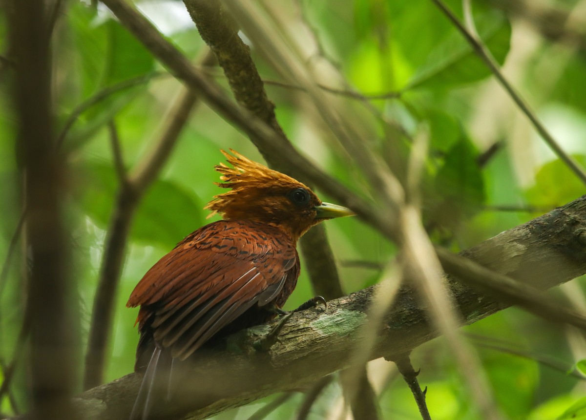 Chestnut-colored Woodpecker - ML635634290