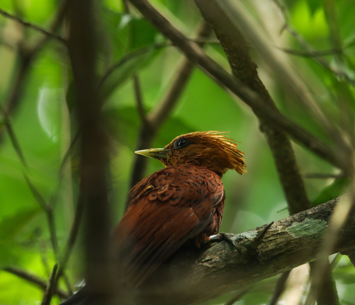 Chestnut-colored Woodpecker - ML635634291