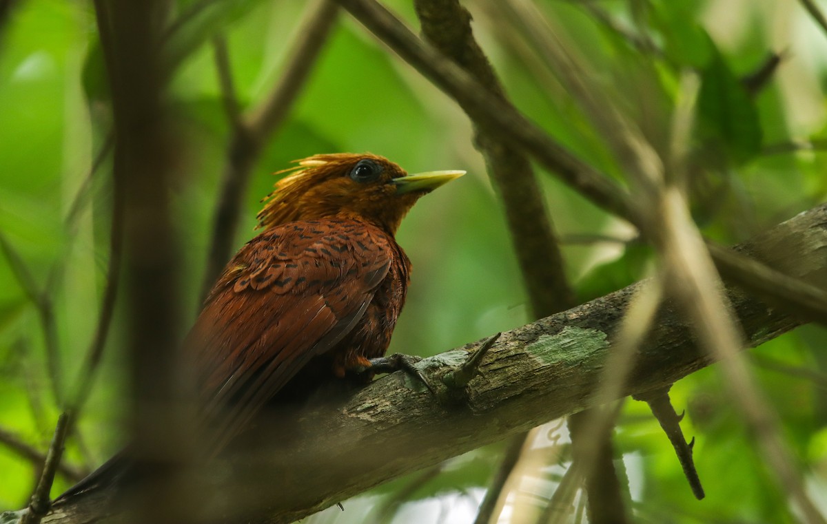 Chestnut-colored Woodpecker - ML635634292