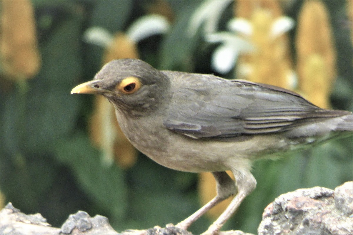 Spectacled Thrush - ML635634470